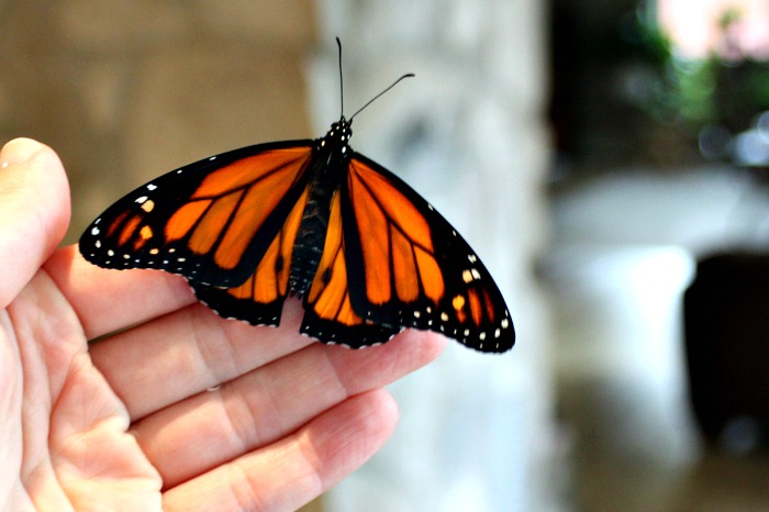 Monarch Caterpillar Stages