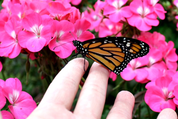 Monarch Caterpillar Stages