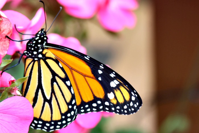 Monarch Caterpillar Stages