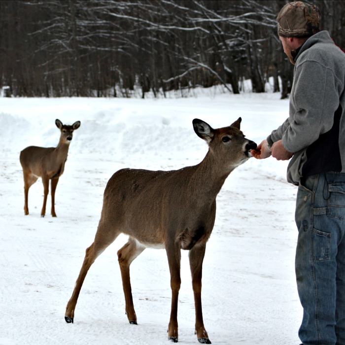 A Northern Michigan Winter with whitetail deer