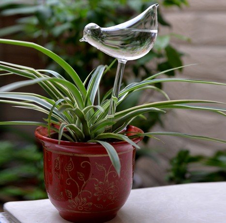 pretty bird watering bulb