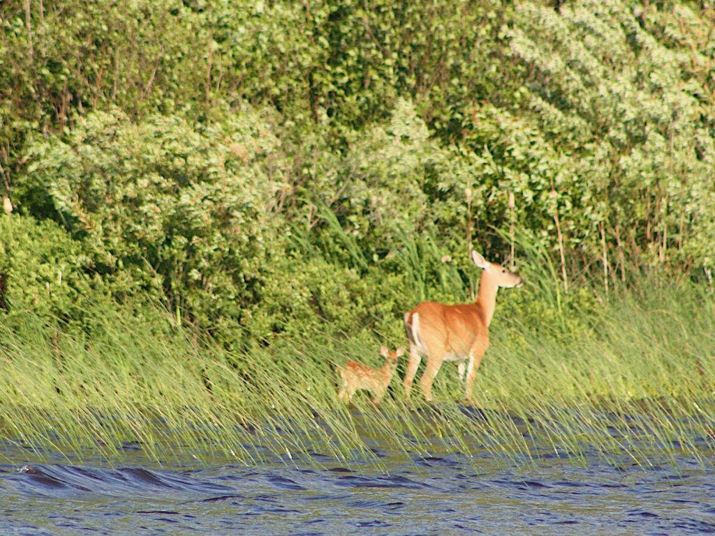 Doe and her fawn across the lake at Twin Cedars Resort