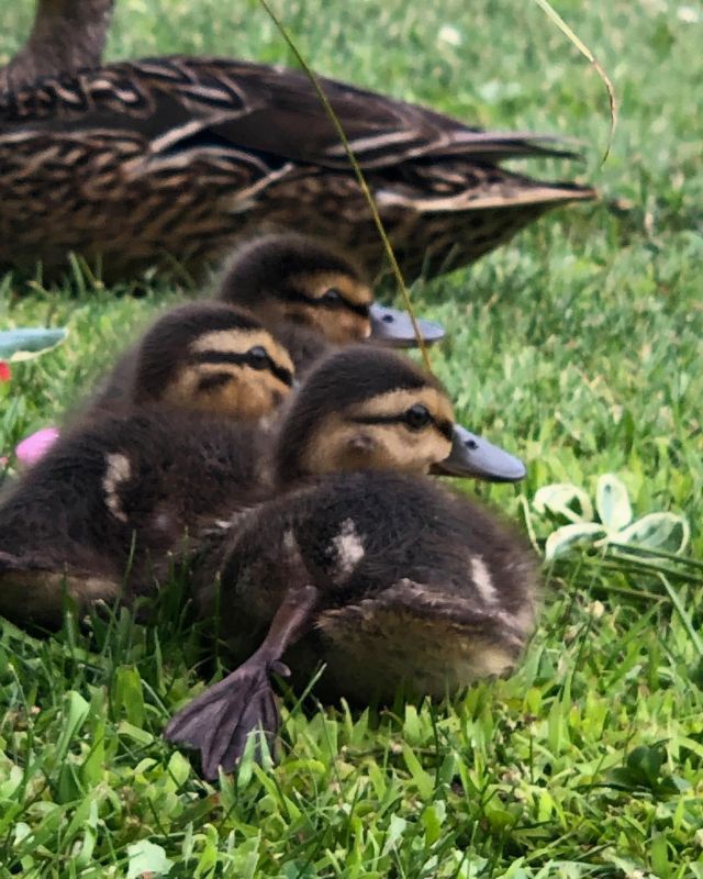 I mean….can you even? We have so many mallard families this year and they are so cute! Scroll for a little bts to get the shot. Lol!
#twincedarsresort #troutlake #ducklingsofinstagram #mallardducks #lakelifestyle #lifeslittlemoments